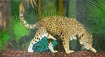 Ein Jaguar, der durch den Dschungel streift