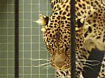 Berliner Zoo