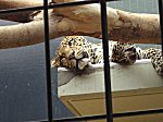 Berliner Zoo