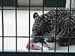 Berliner Zoo
