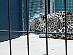 Berliner Zoo