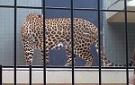 Berliner Zoo