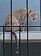 Berliner Zoo