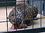 Berliner Zoo