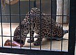 Berliner Zoo