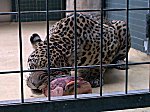 Berliner Zoo