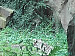 Koelner Zoo