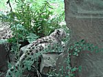 Koelner Zoo