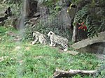Koelner Zoo