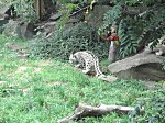 Koelner Zoo
