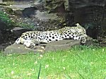 Koelner Zoo