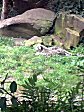 Koelner Zoo