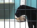 Berliner Zoo
