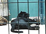 Berliner Zoo
