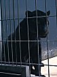 Berliner Zoo