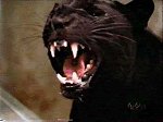 Der Panther als Spirit Guide f�r den Sentinel Jim Ellison