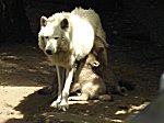 Berliner Zoo