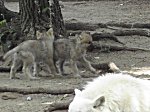 Berliner Zoo