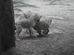 Berliner Zoo