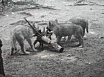 Berliner Zoo