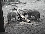 Berliner Zoo