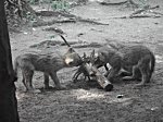Berliner Zoo