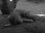 Berliner Zoo