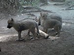 Berliner Zoo