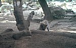 Berliner Zoo