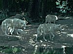 Berliner Zoo