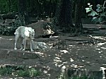 Berliner Zoo